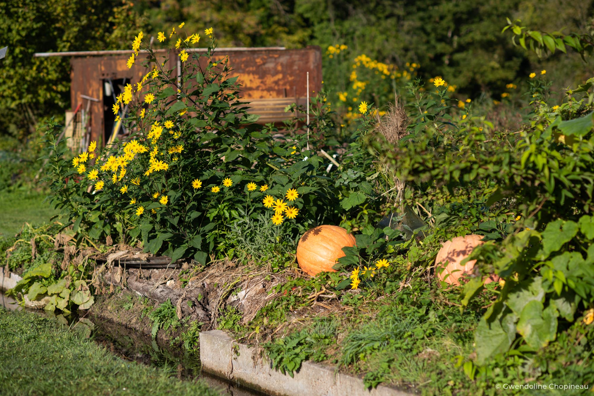 jardin légumes agriculture